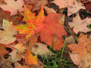 Pap's Leaves