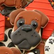 Boxer Cookie